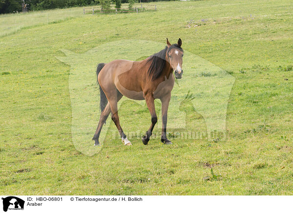 Araber / arabian horse / HBO-06801