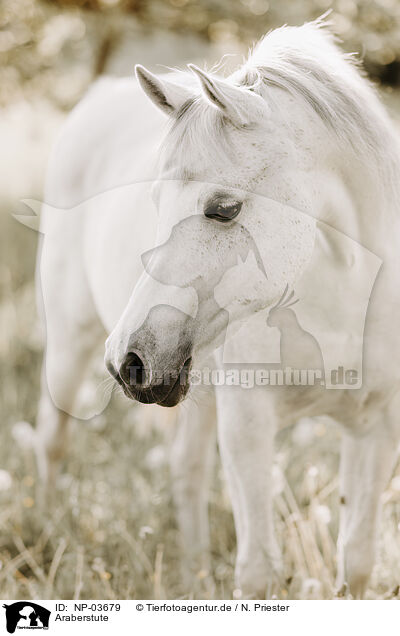 Araberstute / Arabian mare / NP-03679
