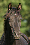 Portrait eines schwarzen Araber