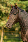 Portrait eines schwarzen Araber