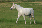 Pferd auf der Koppel