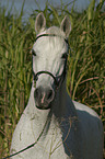 Araber Portrait