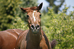 Araber Portrait