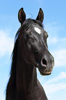 Araber Portrait
