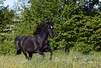 galoppierender Araber