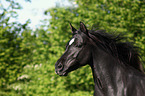 Araber Portrait