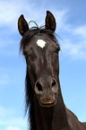 Araber Portrait