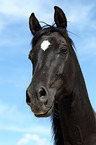 Araber Portrait
