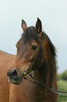 Araber Portrait