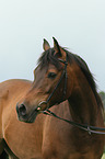Araber Portrait