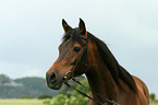Araber Portrait