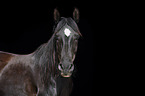 Araber Portrait