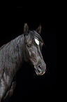 Araber Portrait