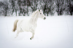 Araber im Schnee