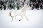 Araber im Schnee