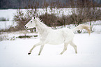 Araber im Schnee