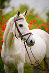 Araber Portrait