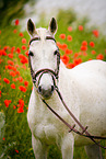 Araber Portrait