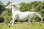galoppierender Araber