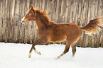 Araber im Schnee