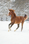 Araber im Schnee