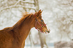 Araber im Schnee