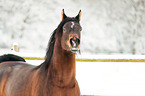 Araber im Schnee