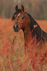 Araber Hengst