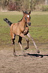 Araber Fohlen