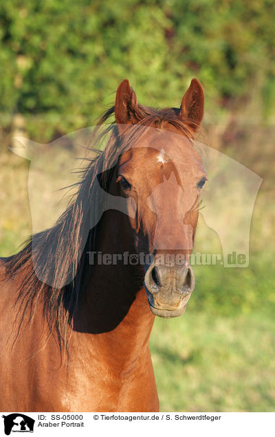 Araber Portrait / SS-05000