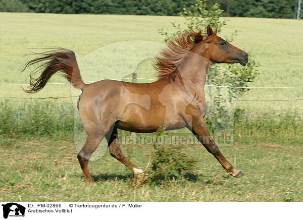 Arabisches Vollblut / PM-02866