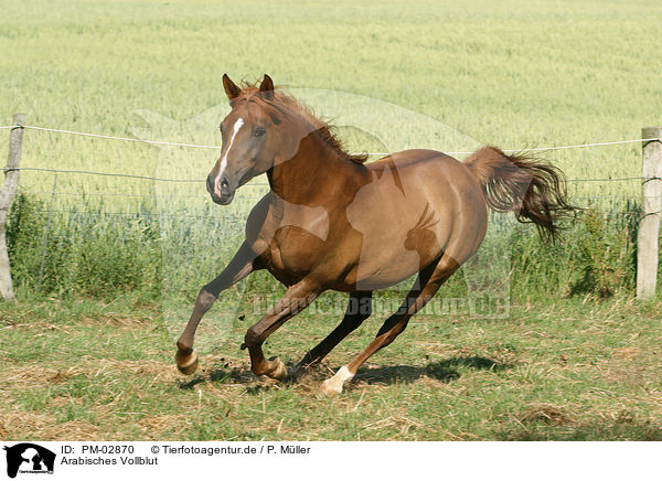 Arabisches Vollblut / PM-02870