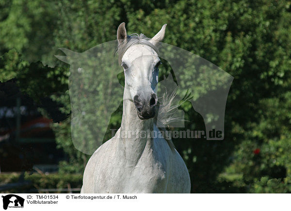 Vollblutaraber / Arabian horse / TM-01534