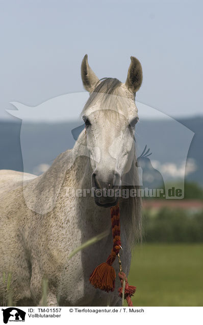 Vollblutaraber / Arabian horse / TM-01557