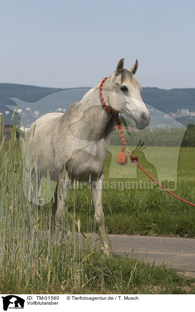 Vollblutaraber / Arabian horse / TM-01560