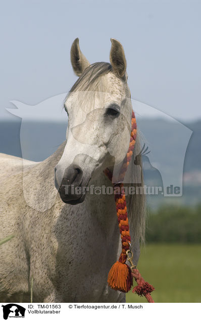 Vollblutaraber / Arabian horse / TM-01563