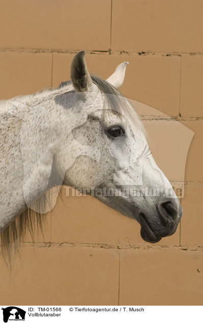 Vollblutaraber / Arabian horse / TM-01566