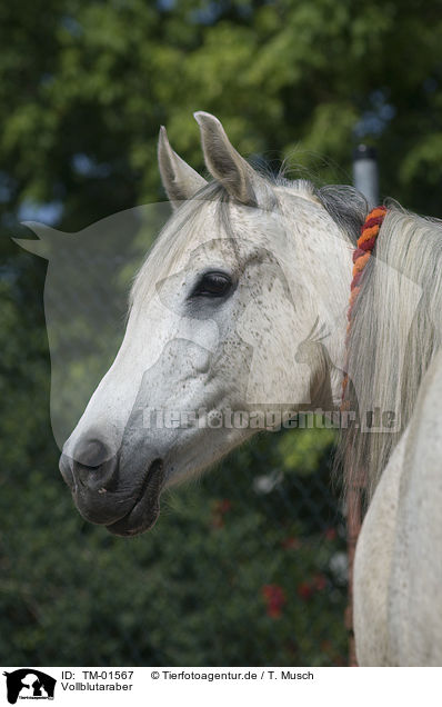 Vollblutaraber / Arabian horse / TM-01567