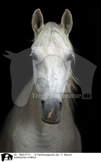 arabisches Vollblut / TM-01717