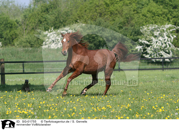 rennender Vollblutaraber / running Arabian Horse / SG-01755