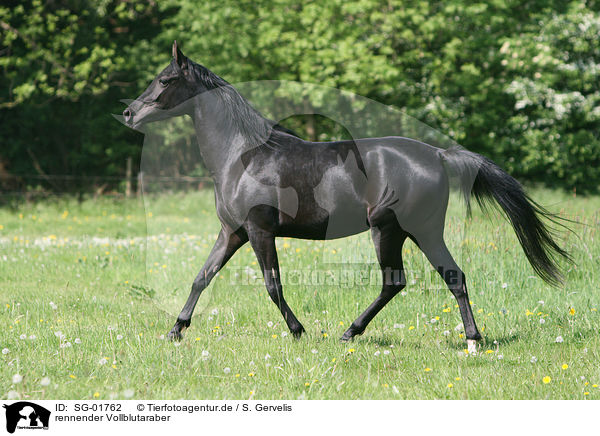 rennender Vollblutaraber / running Arabian Horse / SG-01762