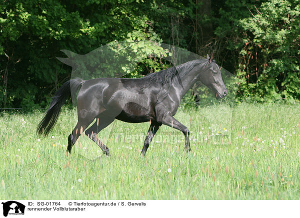 rennender Vollblutaraber / running Arabian Horse / SG-01764