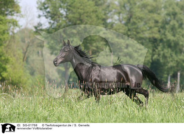 rennender Vollblutaraber / running Arabian Horse / SG-01768