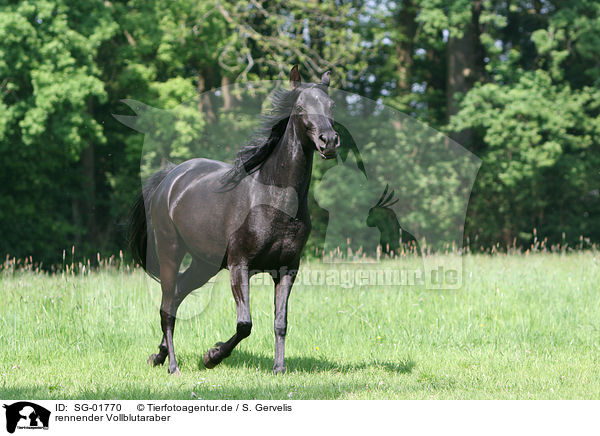 rennender Vollblutaraber / running Arabian Horse / SG-01770