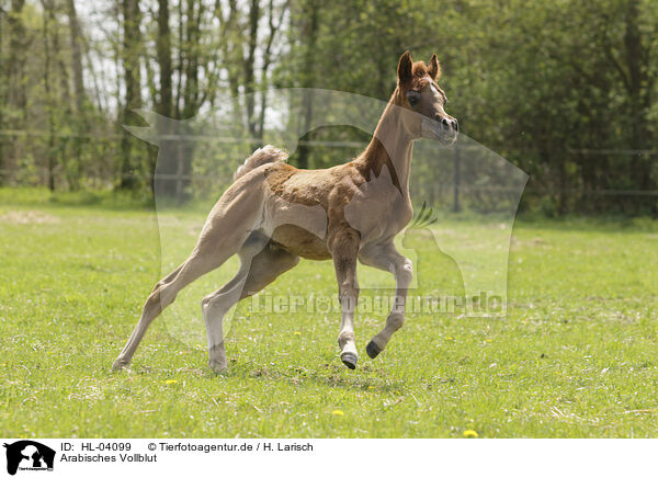 Arabisches Vollblut / Arabian Horse / HL-04099
