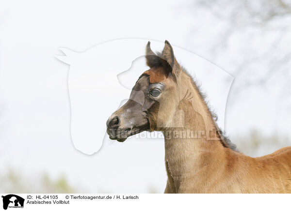 Arabisches Vollblut / Arabian Horse / HL-04105