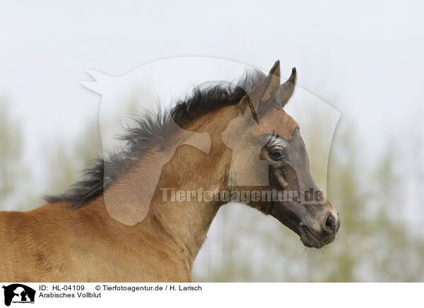 Arabisches Vollblut / Arabian Horse / HL-04109