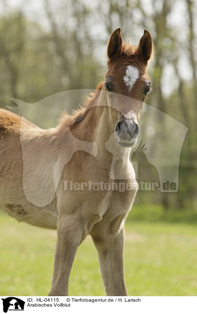 Arabisches Vollblut / Arabian Horse / HL-04115