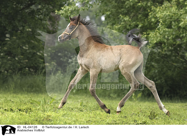Arabisches Vollblut / Arabian Horse / HL-04126