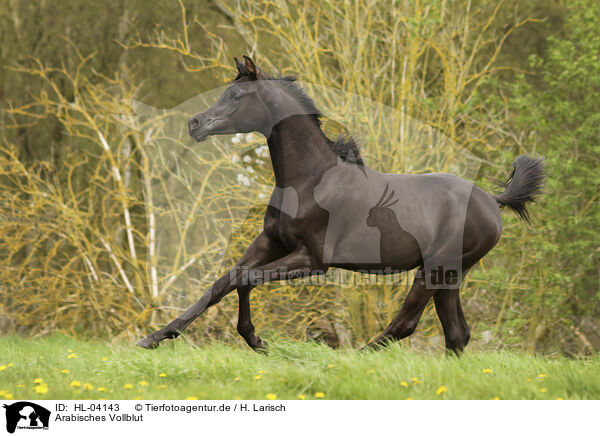 Arabisches Vollblut / Arabian Horse / HL-04143